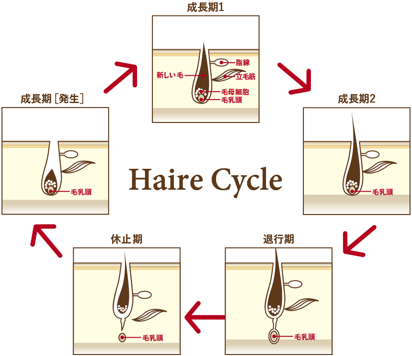 毛周期のメカニズム