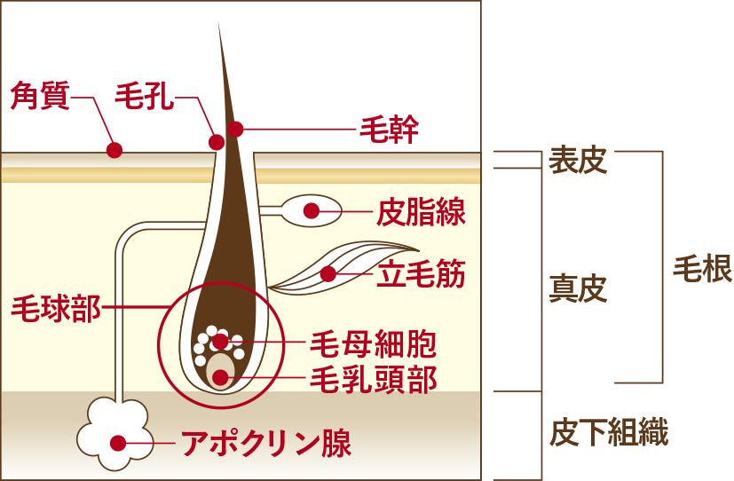 毛根のしくみ