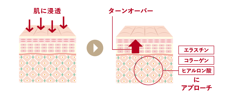 「エラスチン・コラーゲン・ヒアルロン酸」にアプローチ